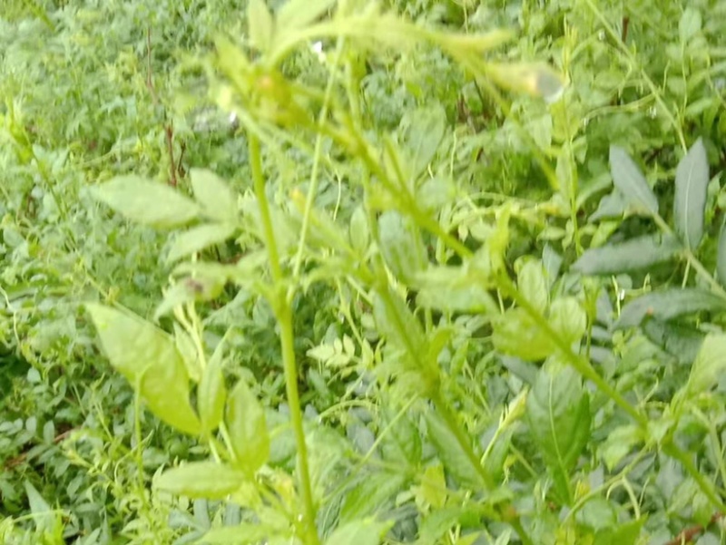 霉茶