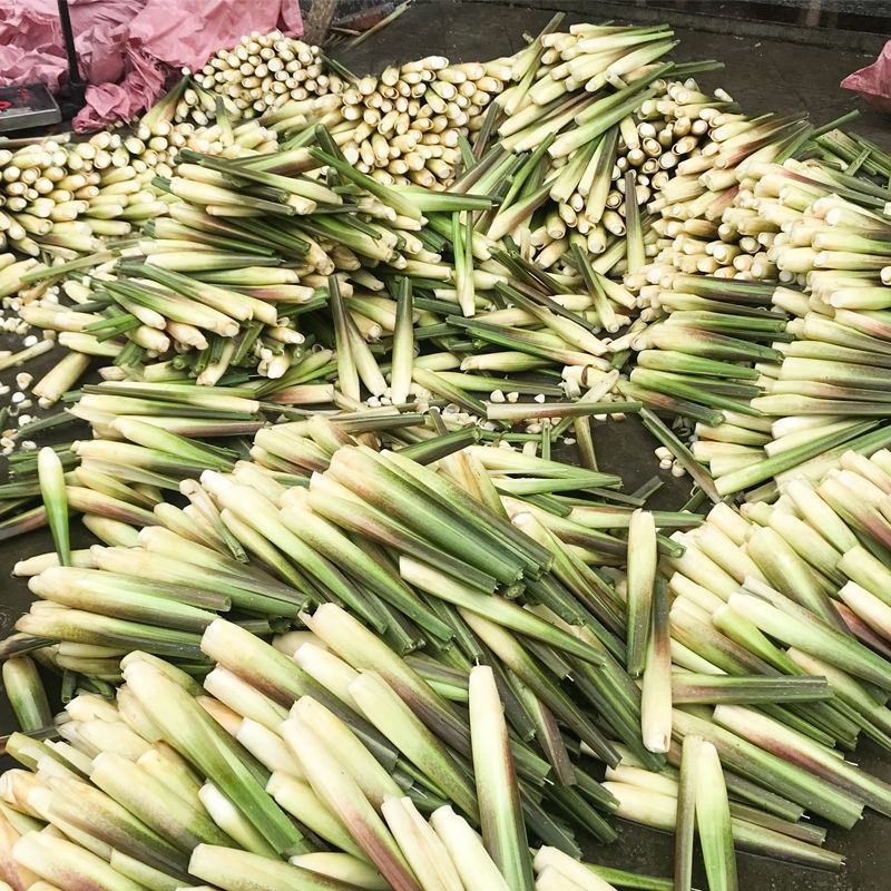 早熟改良型双季茭白苗种四季茭瓜苗高笋种苗高瓜苗老蹲苗水生
