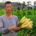 早熟改良型双季茭白苗种四季茭瓜苗高笋种苗高瓜苗老蹲苗水生