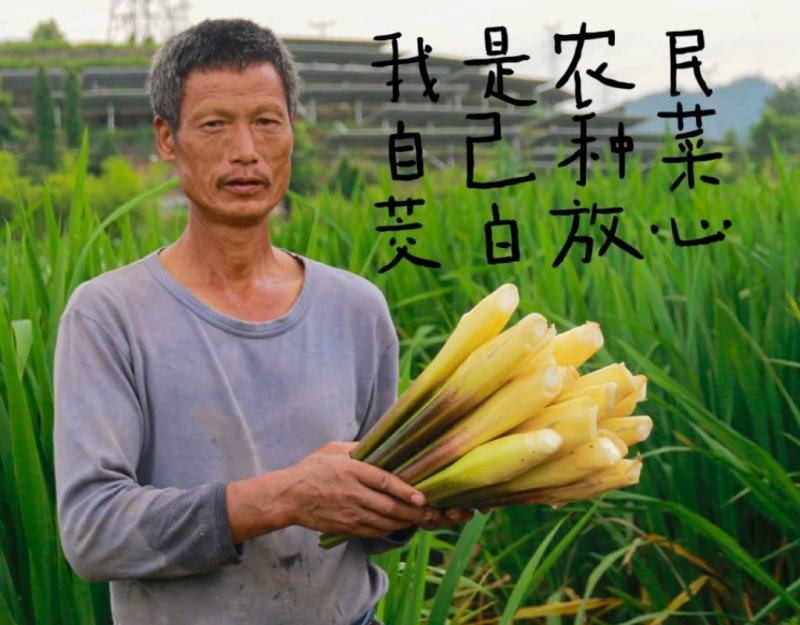 早熟改良型双季茭白苗种四季茭瓜苗高笋种苗高瓜苗老蹲苗水生