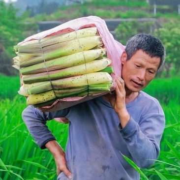 早熟改良型双季茭白苗种四季茭瓜苗高笋种苗高瓜苗老蹲苗水生