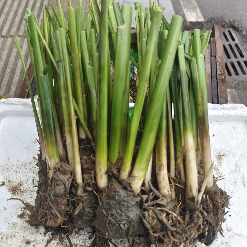 早熟改良型双季茭白苗种四季茭瓜苗高笋种苗高瓜苗老蹲苗水生
