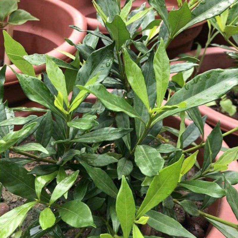 日本达摩栀子花水横枝盆栽绿植盆景净化空气开花结果稀有品种