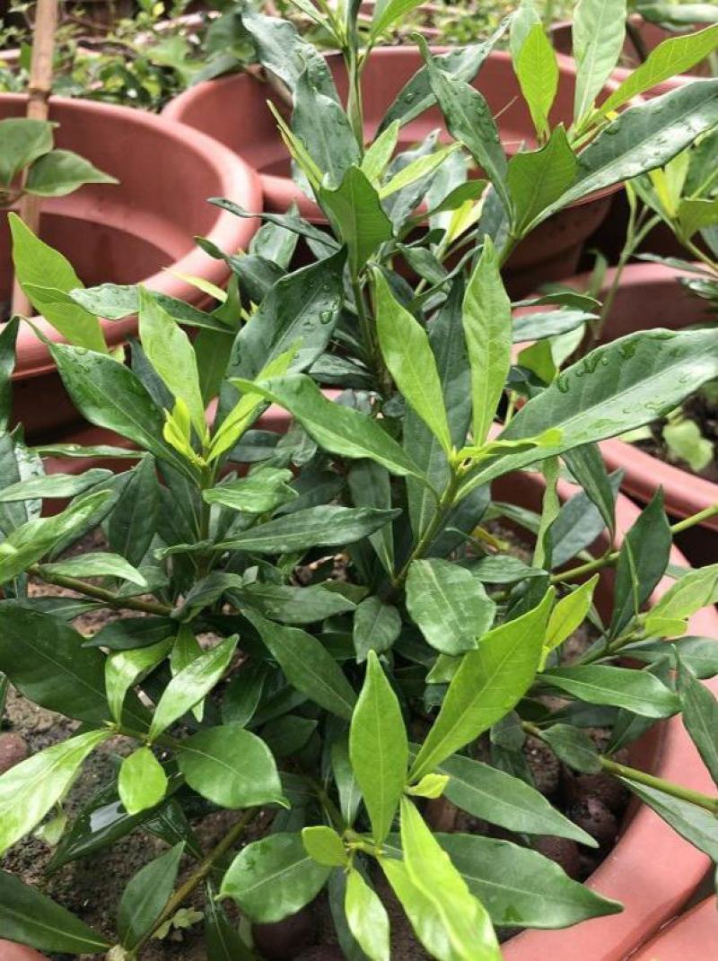 日本达摩栀子花水横枝盆栽绿植盆景净化空气开花结果稀有品种