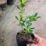 日本达摩栀子花水横枝盆栽绿植盆景净化空气开花结果稀有品种