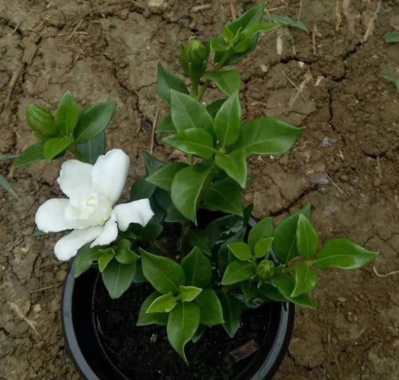 日本达摩栀子花水横枝盆栽绿植盆景净化空气开花结果稀有品种