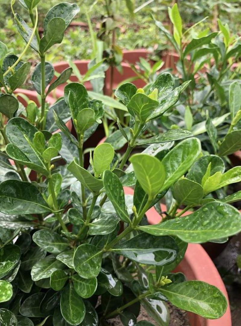 日本达摩栀子花水横枝盆栽绿植盆景净化空气开花结果稀有品种