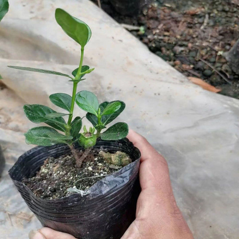 日本达摩栀子花水横枝盆栽绿植盆景净化空气开花结果稀有品种