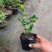 日本达摩栀子花水横枝盆栽绿植盆景净化空气开花结果稀有品种