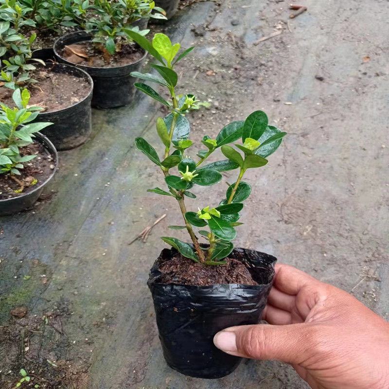 日本达摩栀子花水横枝盆栽绿植盆景净化空气开花结果稀有品种