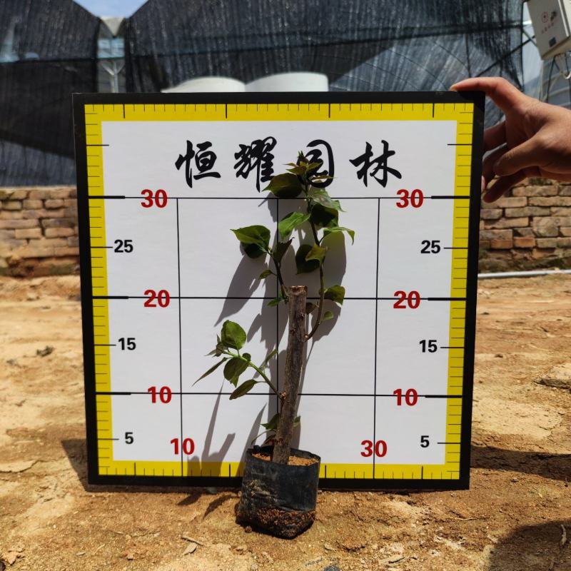 【潮州红三角梅红花勒杜鹃】各种规格欢迎合作详谈