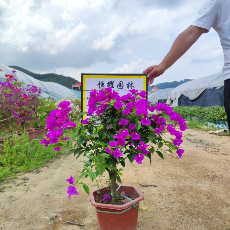 【云南紫三角梅紫花勒杜鹃】各种规格欢迎合作洽谈