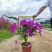 【云南紫三角梅紫花勒杜鹃】各种规格欢迎合作洽谈