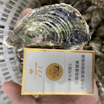 广东潮汕原产地生蚝批发一件一百斤起批发大中小规格