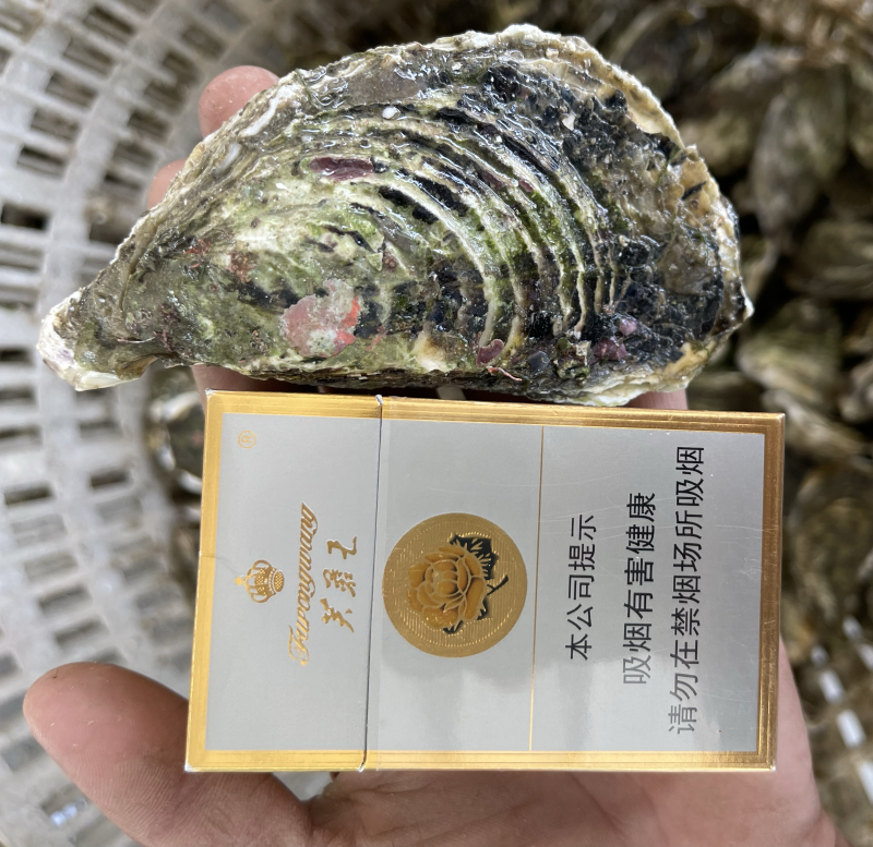 广东潮汕原产地生蚝批发一件一百斤起批发大中小规格