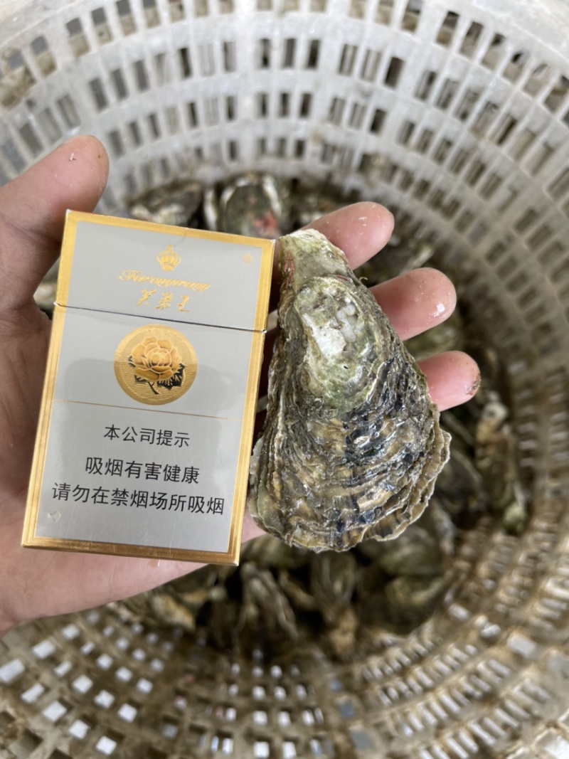 广东潮汕原产地生蚝批发一件一百斤起批发大中小规格