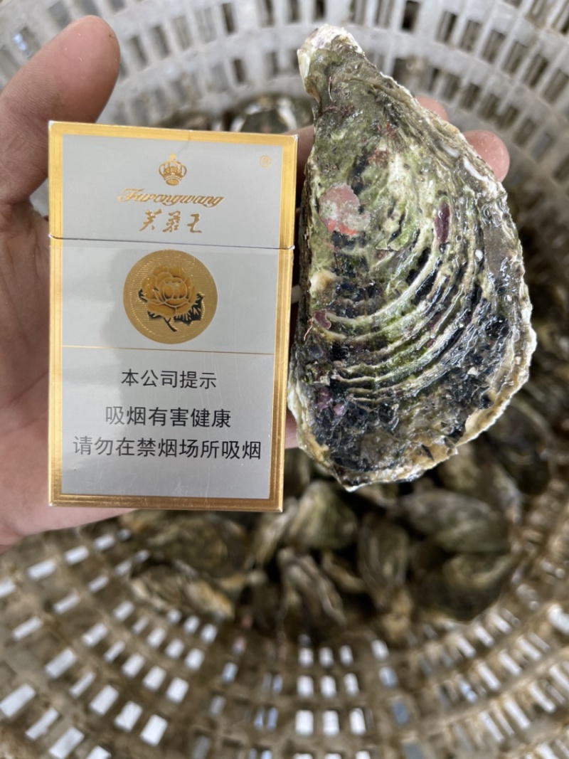 广东潮汕原产地生蚝批发一件一百斤起批发大中小规格