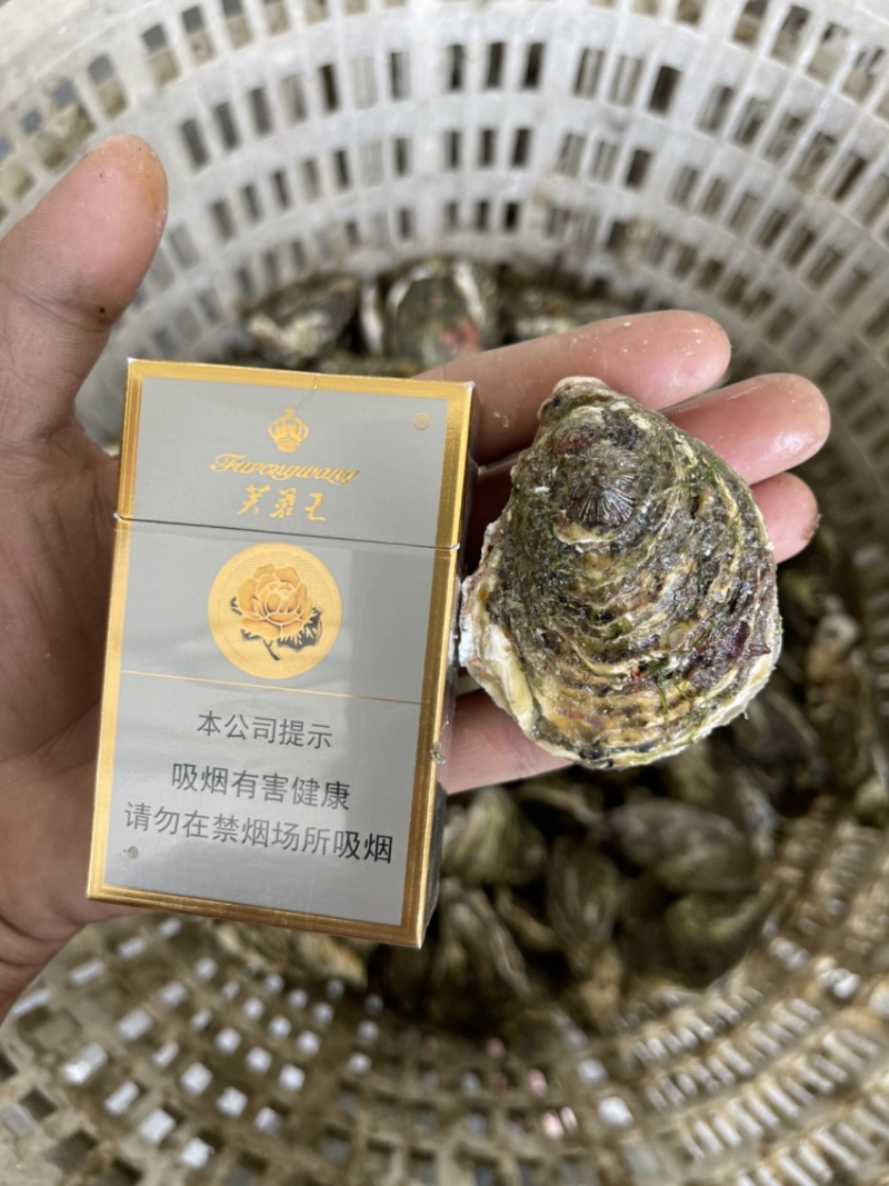 广东潮汕原产地生蚝批发一件一百斤起批发大中小规格