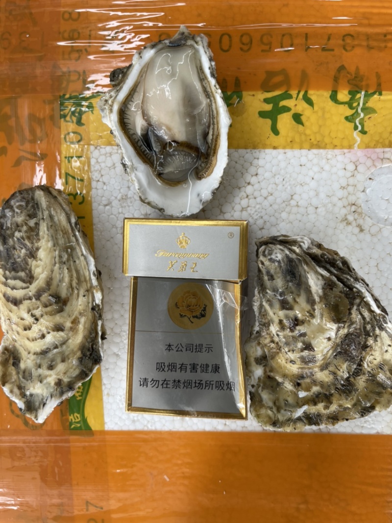 广东潮汕原产地生蚝批发一件一百斤起批发大中小规格