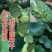 荷花种子，睡莲高产莲子莲藕种子食用大田池塘观赏莲藕种苗