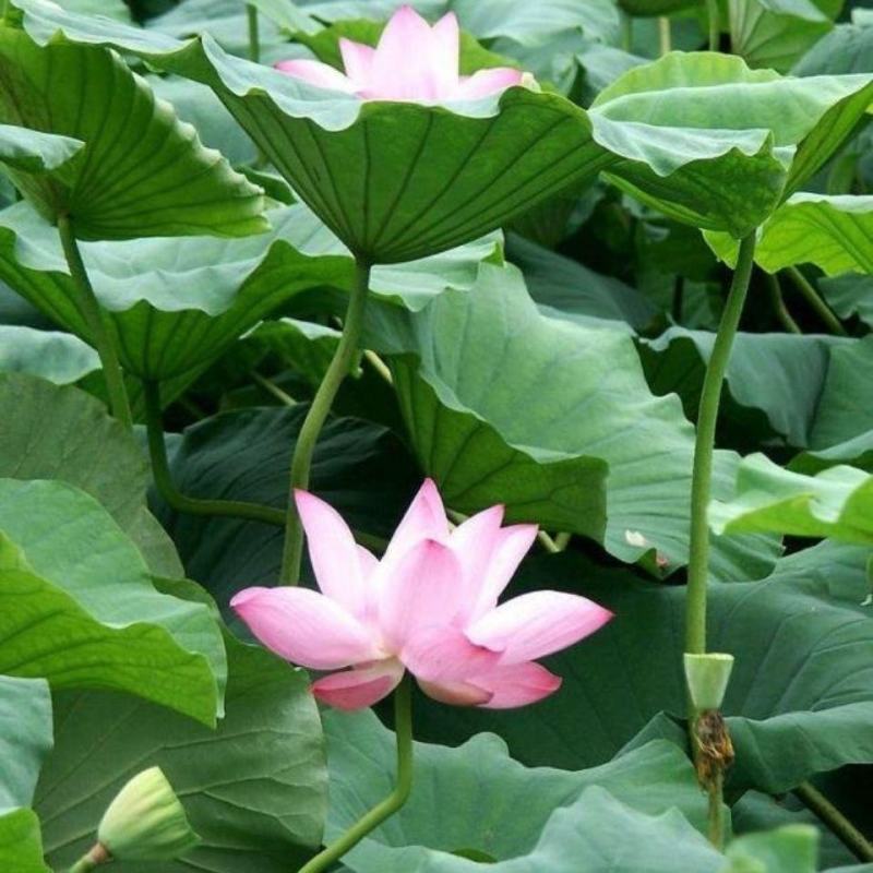 荷花种子，睡莲高产莲子莲藕种子食用大田池塘观赏莲藕种苗