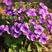 紫花地丁种子多年生花种籽子野堇菜花籽地被覆绿耐寒花卉种子