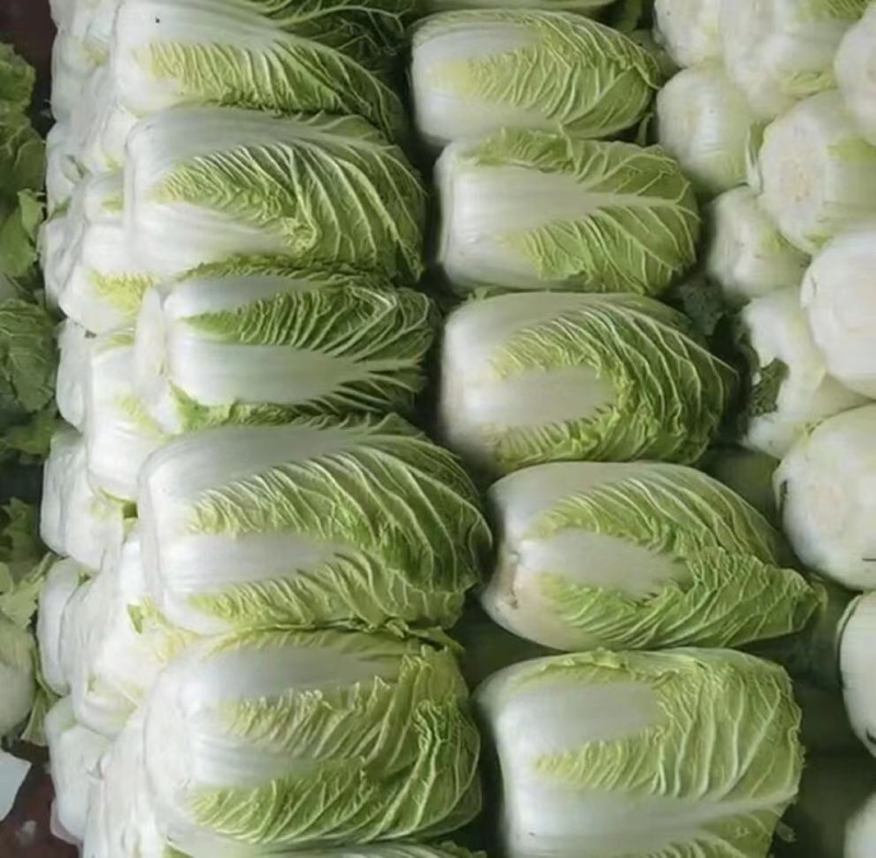 精品平度白菜黄心大白菜大量上市产地直发欢迎采购