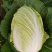 精品平度白菜黄心大白菜大量上市产地直发欢迎采购