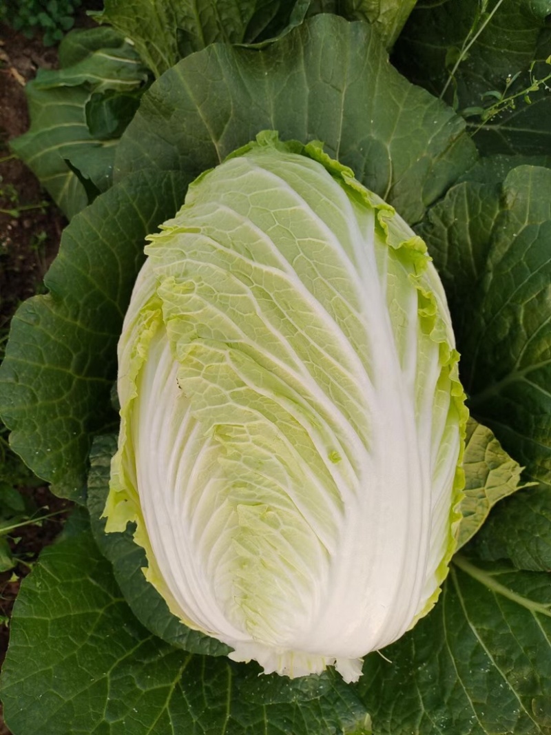 精品平度白菜黄心大白菜大量上市产地直发欢迎采购