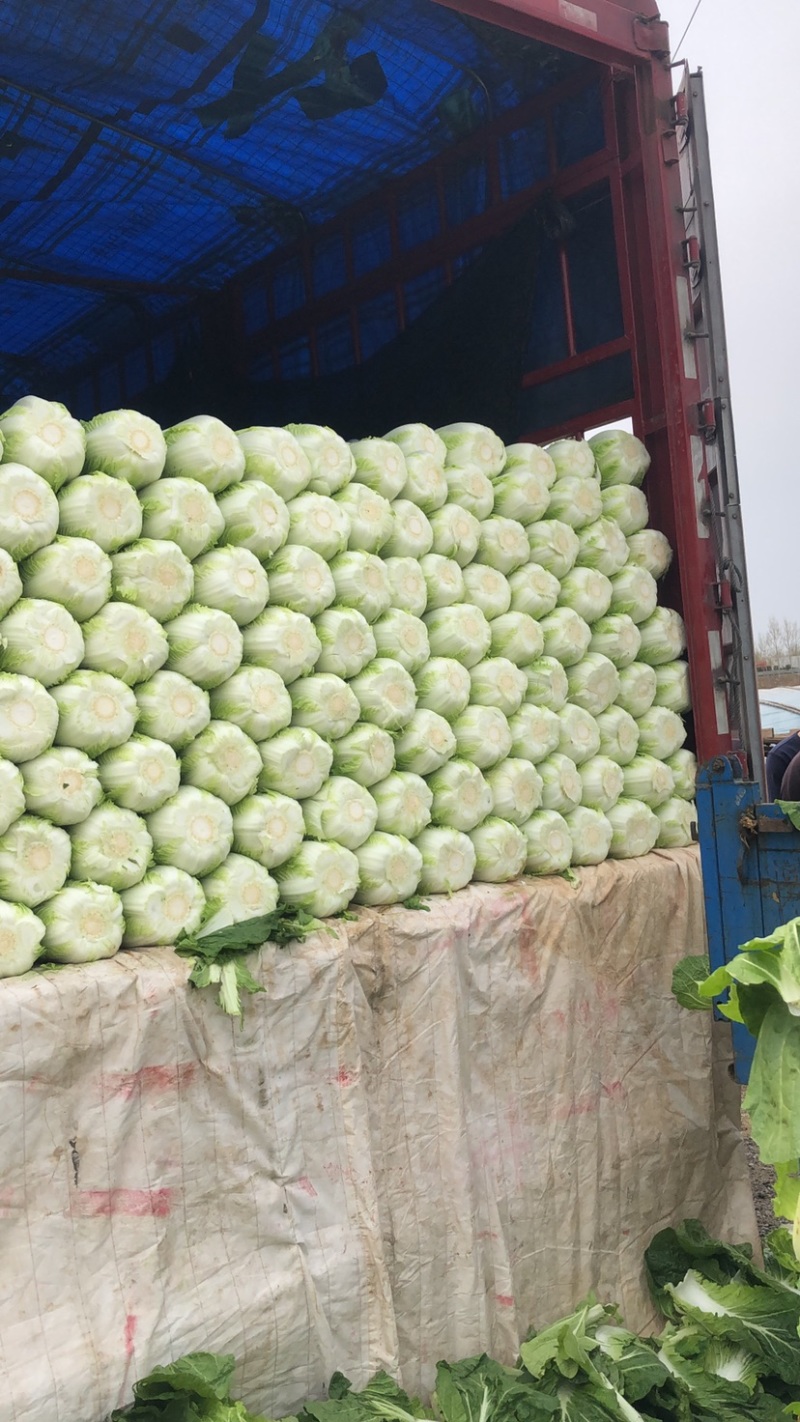 精品平度白菜黄心大白菜大量上市产地直发欢迎采购