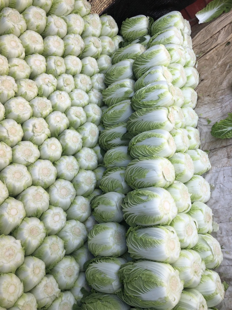 精品平度白菜黄心大白菜大量上市产地直发欢迎采购