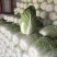 精品平度白菜黄心大白菜大量上市产地直发欢迎采购