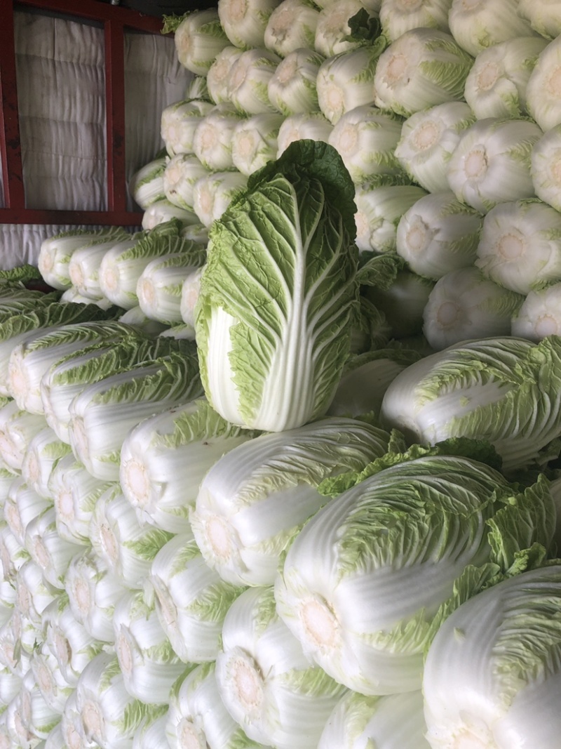 精品平度白菜黄心大白菜大量上市产地直发欢迎采购