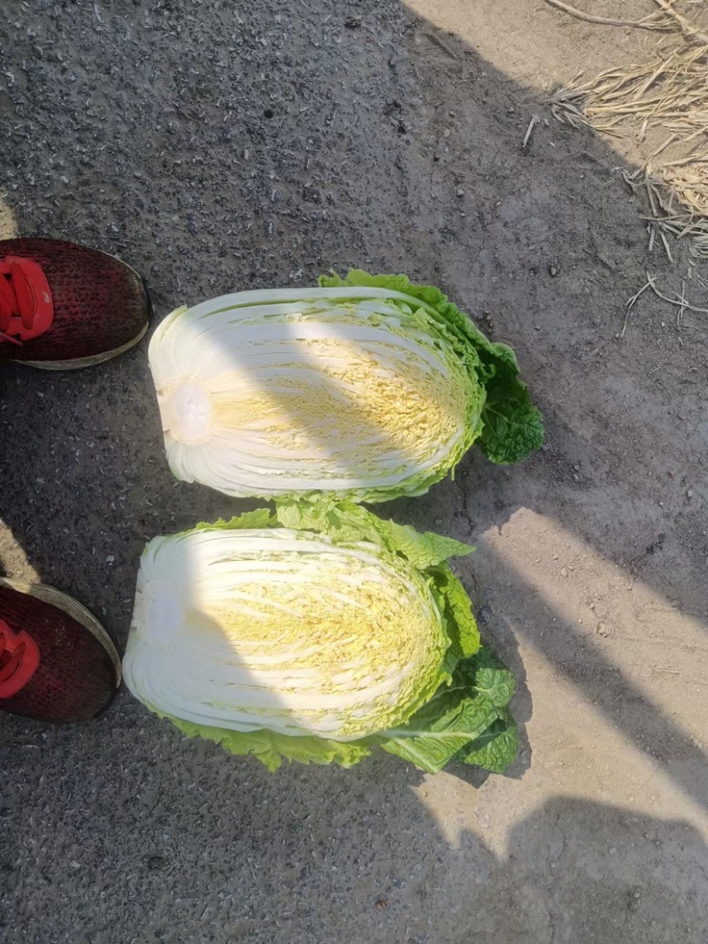 精品平度白菜黄心大白菜大量上市产地直发欢迎采购