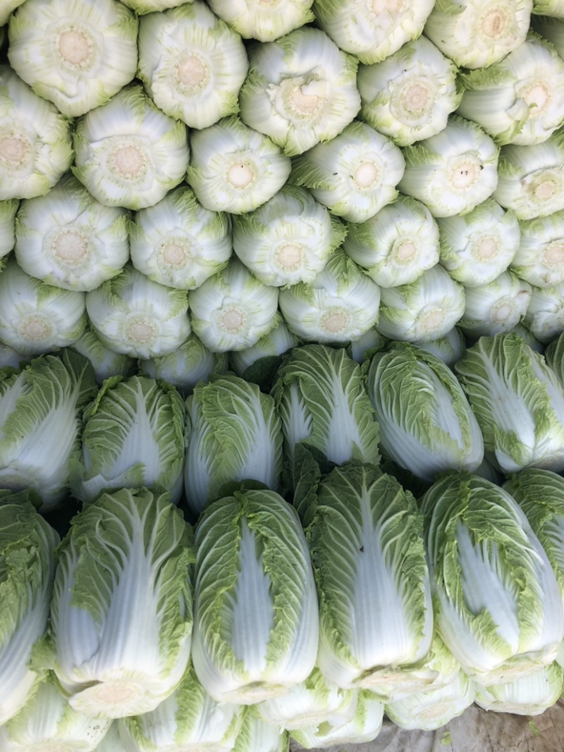 精品平度白菜黄心大白菜大量上市产地直发欢迎采购