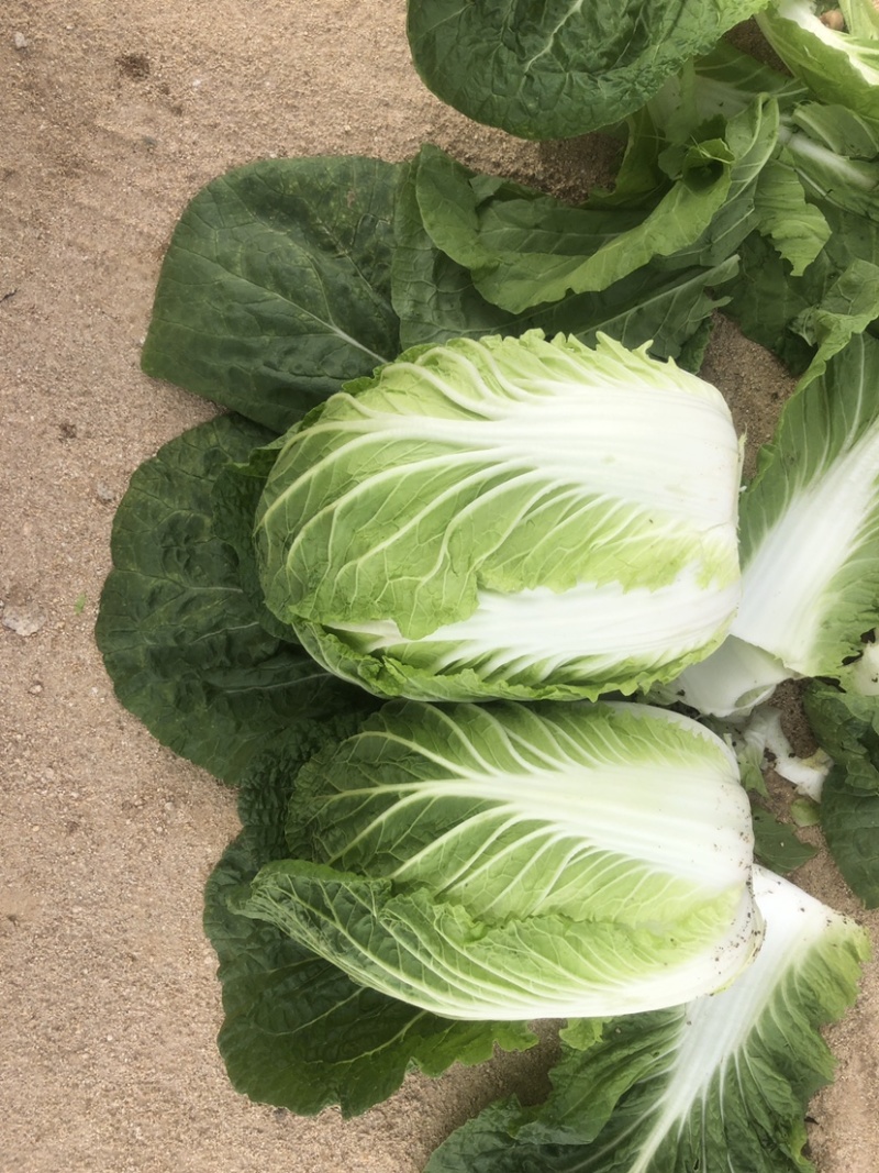 精品平度白菜黄心大白菜大量上市产地直发欢迎采购