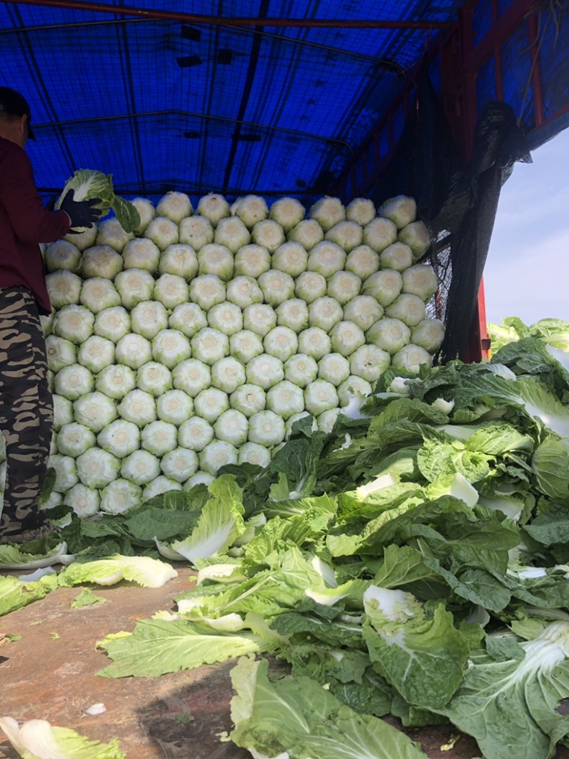 精品平度白菜黄心大白菜大量上市产地直发欢迎采购