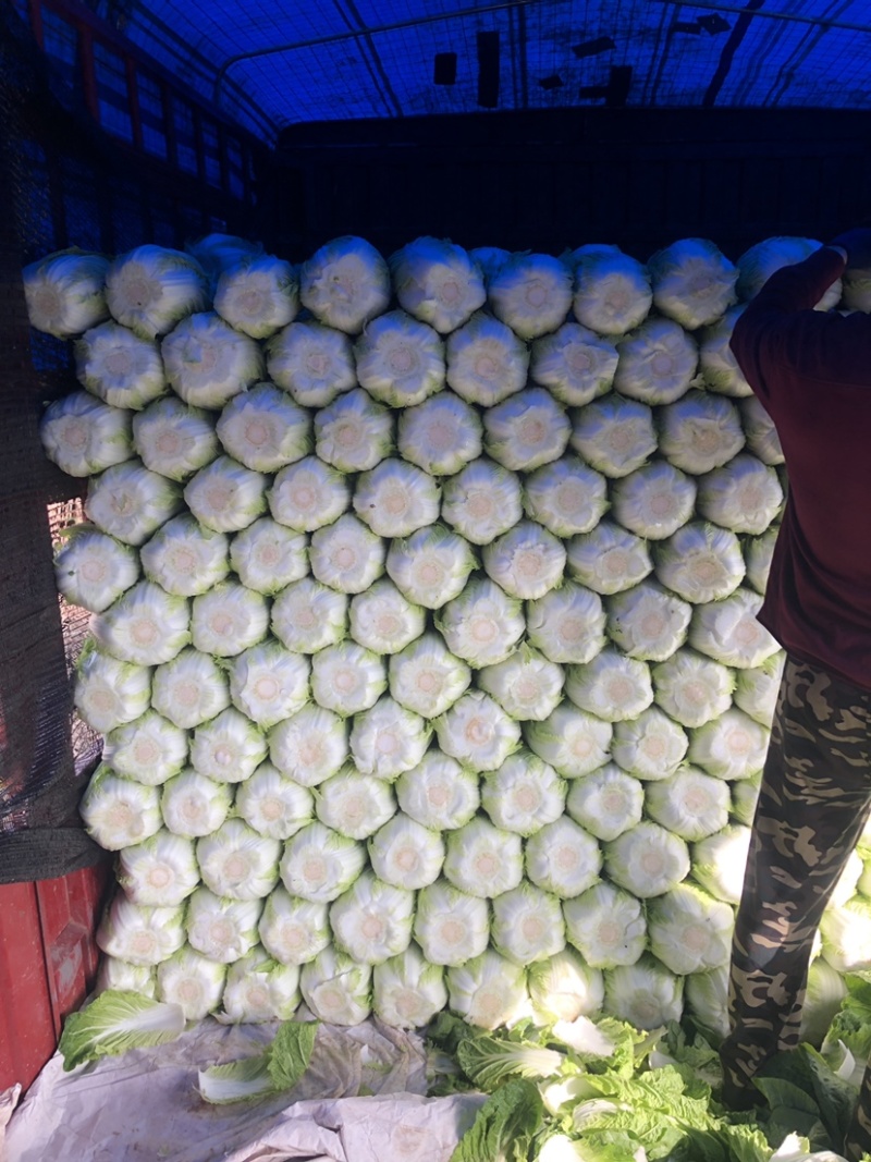 精品平度白菜黄心大白菜大量上市产地直发欢迎采购