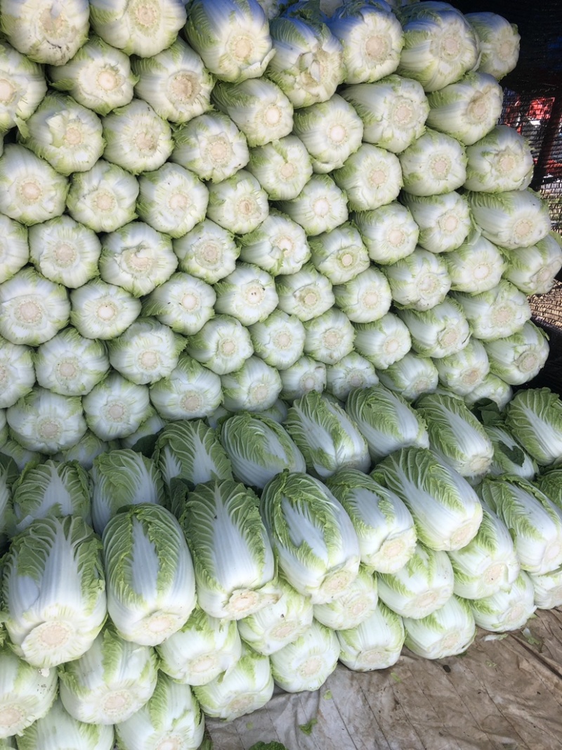 精品平度白菜黄心大白菜大量上市产地直发欢迎采购