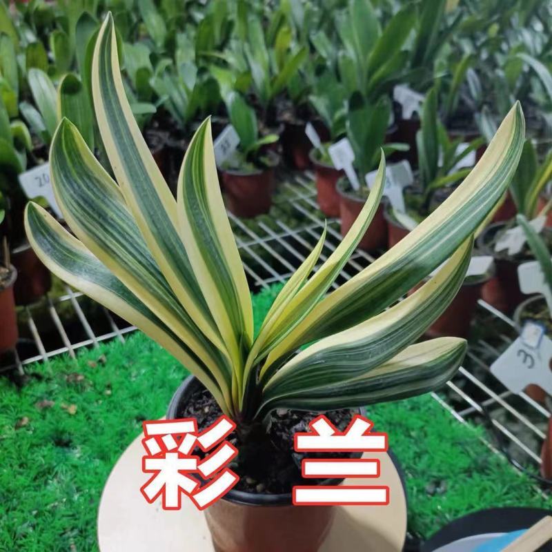 高档大气室内兰花苗彩兰金丝兰佛光君子兰花卉绿色植物