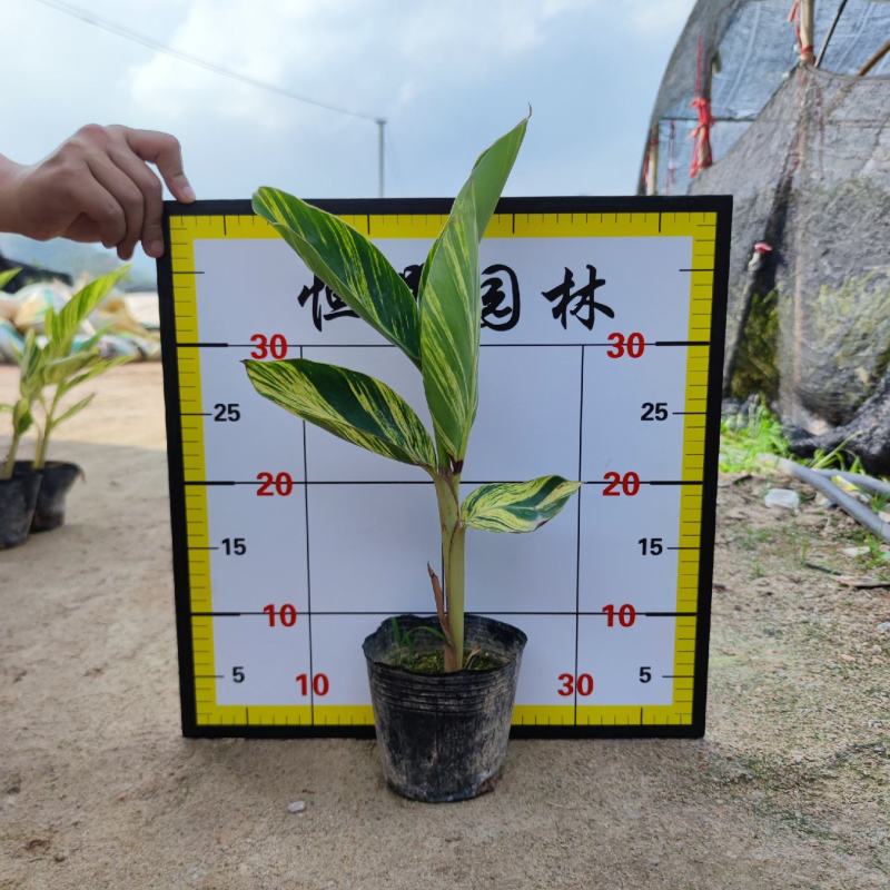 【花叶良姜花叶艳山姜彩叶姜】各种规格欢迎咨询详谈