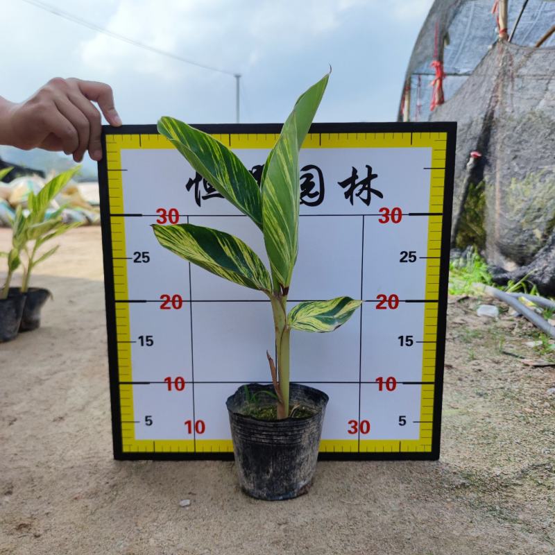 【花叶良姜花叶艳山姜彩叶姜】各种规格欢迎咨询详谈