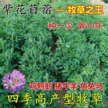紫花苜蓿草种籽多年生牧草种子四季养殖喂羊牛鸡鸭鹅草鱼牧草