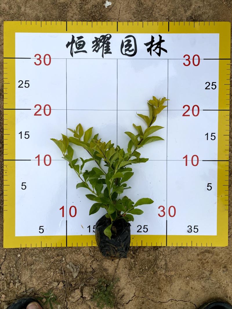 【黄金叶黄素梅】5斤袋7斤袋各种规格欢迎咨询详谈