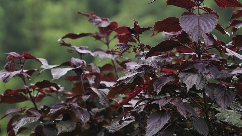 紫苏（自家种植）量大从优，欢迎采购商前来了解询价。