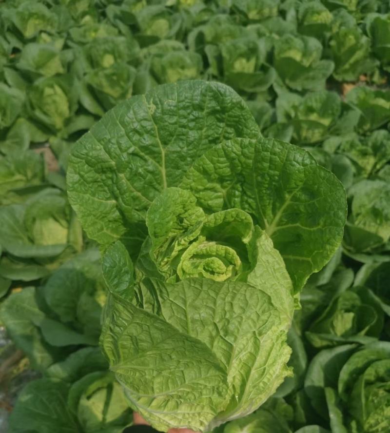 白菜，大白菜，高山种植黄心大白菜，品质优等，湖北利川高山