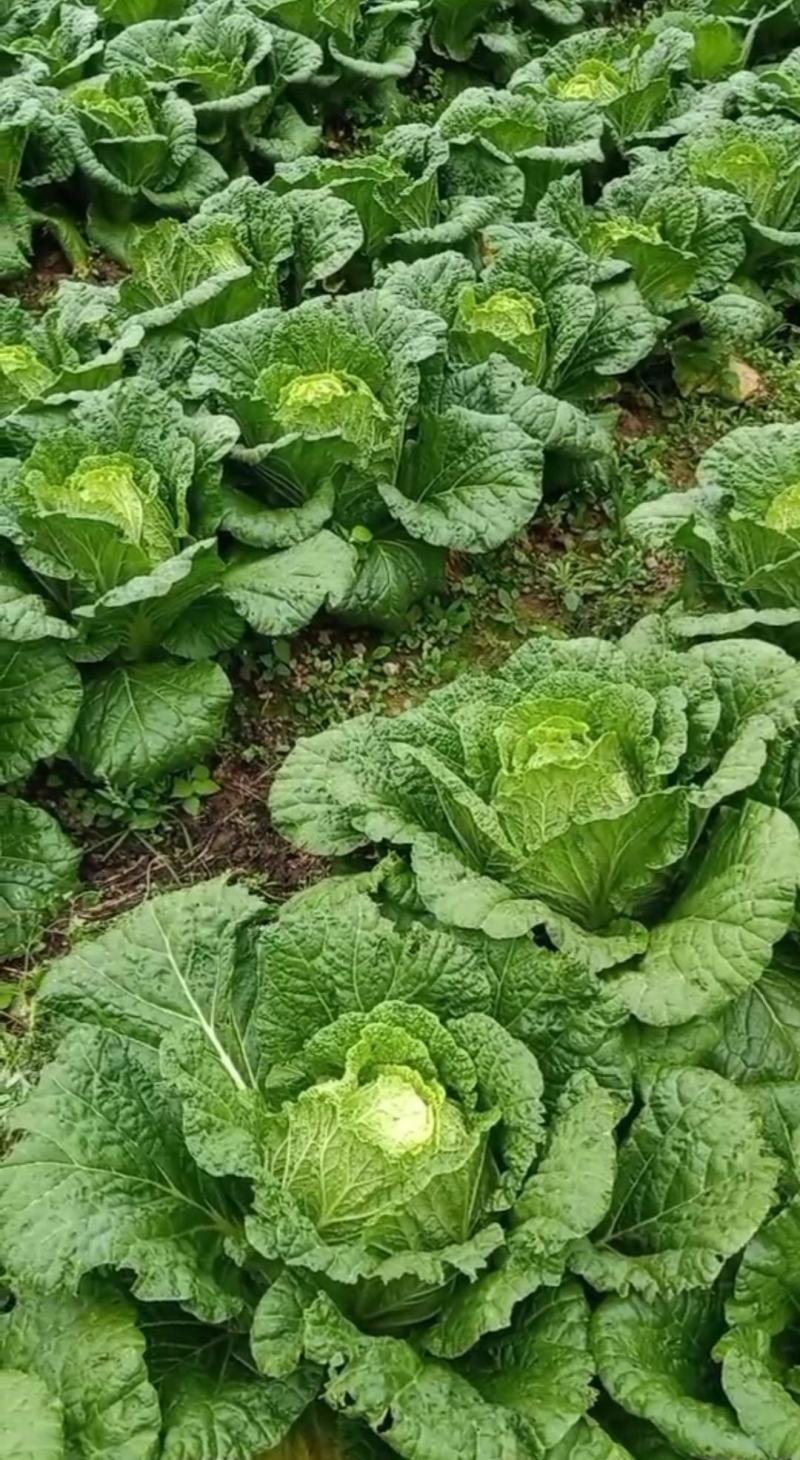 白菜，大白菜，高山种植黄心大白菜，品质优等，湖北利川高山