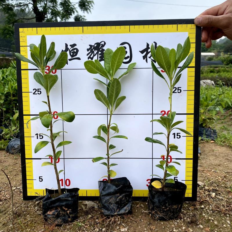 【海桐】5斤袋7斤袋各种规格欢迎咨询详谈
