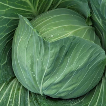 平顶莲花白包菜