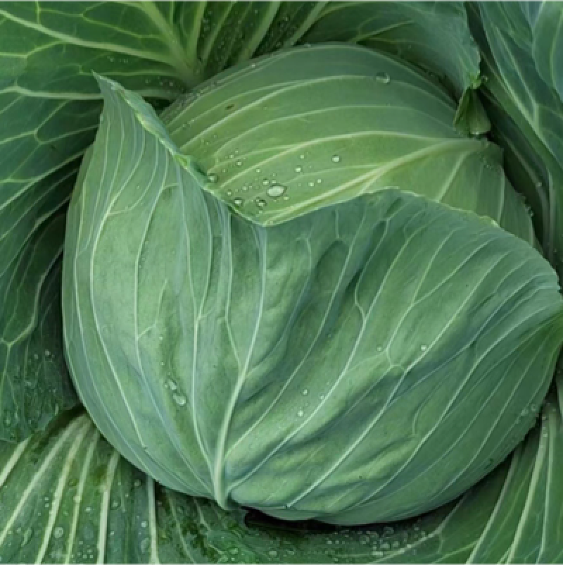 平顶莲花白包菜